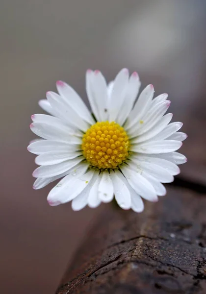 Schöne Weiße Gänseblümchenblümchen Der Natur — Stockfoto