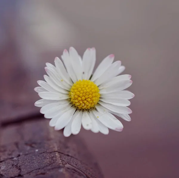 Красиві Білі Ромашкові Квіти Природі — стокове фото