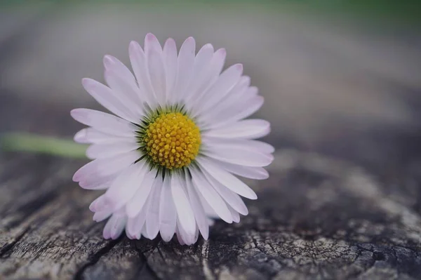 Красиві Білі Ромашкові Квіти Природі — стокове фото