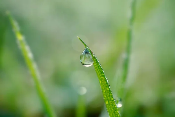 Goccia Pioggia Sulla Pianta Erba Verde Primavera Sfondo Verde — Foto Stock