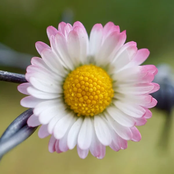 春の庭の美しい白いデイジー白い花弁の花 — ストック写真