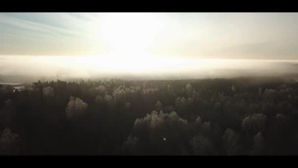Aereo drone filmato dell'alba nebbiosa nella nebbia forestale nordoccidentale nella foresta freddo morgning - volare in avanti — Video Stock