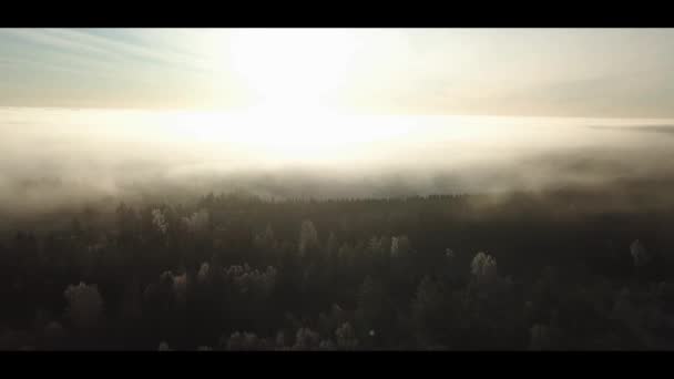 Aerial drone footage of misty sunrise in norway forest fog in forest cold morgning - lecący do przodu — Wideo stockowe