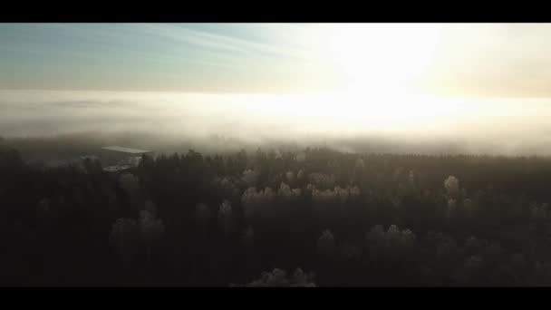 Aerial drone footage of misty sunrise in norway forest fog in forest cold morgning - lecący do przodu — Wideo stockowe