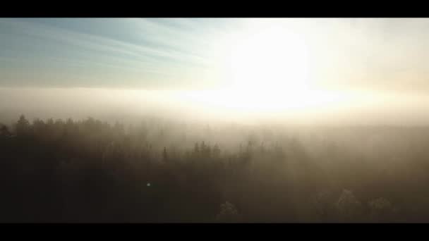 Відеозапис повітряного безпілотника туманного сходу сонця в норвезькому лісовому тумані в лісовому холодному морганні літаючи вперед — стокове відео