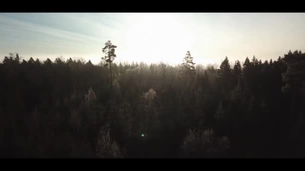 Aerial drone footage of misty sunrise in norway forest fog in forest cold morgning - lecący do przodu — Wideo stockowe