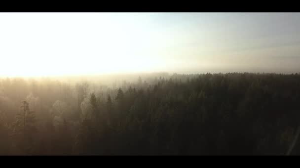 Imagens de drones aéreos do nascer do sol enevoado na névoa da floresta norway na floresta manhã fria voando para a frente — Vídeo de Stock