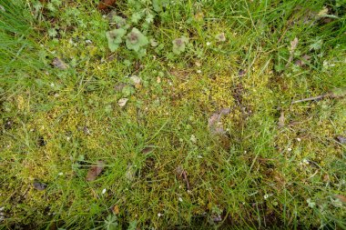 Yeşil moz arka plan, çimento zeminde yosun.