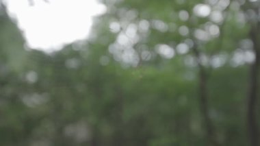 Örümcek ağındaki örümcek, dolly in, odak dışı, insan yok. Japon örümceği. Yavaş çekim. Sonny ile 120 fps atış.