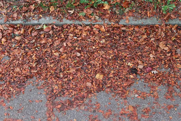 Renkli Sonbahar Akçaağaç Yaprakları Yerdeki Diğer Yaprakların Dokusu — Stok fotoğraf
