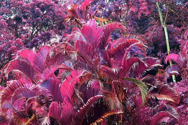Beautiful Infrared Shots Tropical Leaves Plants Pink Purple Color — Stock Photo, Image