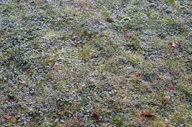 Kış manzaralı güzel donmuş bitkiler.