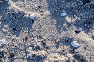 Kuzey Almanya 'da bir deniz kıyısındaki deniz kabuklarının detaylı görüntüsü.