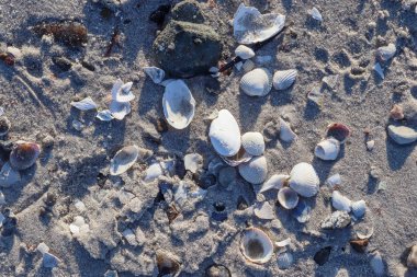 Kuzey Almanya 'da bir deniz kıyısındaki deniz kabuklarının detaylı görüntüsü.