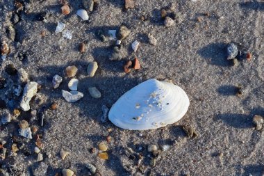 Kuzey Almanya 'da bir deniz kıyısındaki deniz kabuklarının detaylı görüntüsü.