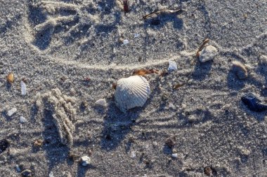 Kuzey Almanya 'da bir deniz kıyısındaki deniz kabuklarının detaylı görüntüsü.