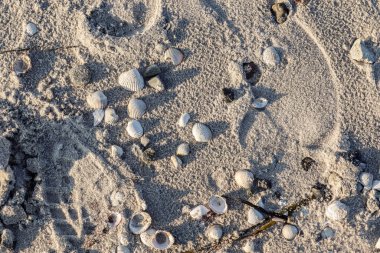 Baltık Denizi 'nin kumlu sahilindeki deniz kabuklarının detaylı görüntüsü.