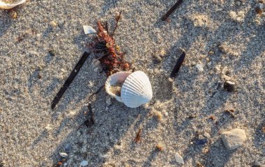 Baltık Denizi 'nin kumlu sahilindeki deniz kabuklarının detaylı görüntüsü.