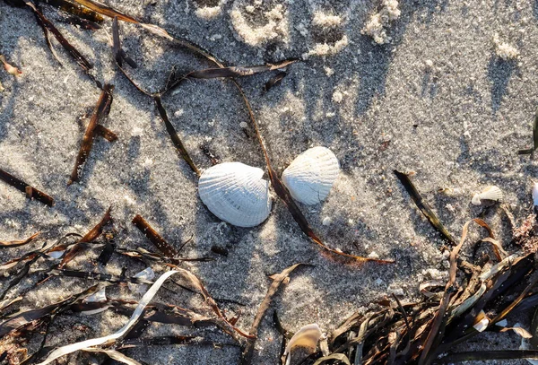 Detaillierte Nahaufnahme Von Muscheln Sandstrand Der Ostsee — Stockfoto