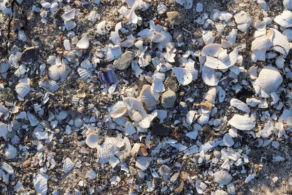 Detailed close up view at shells on a sandy beach at the baltic sea