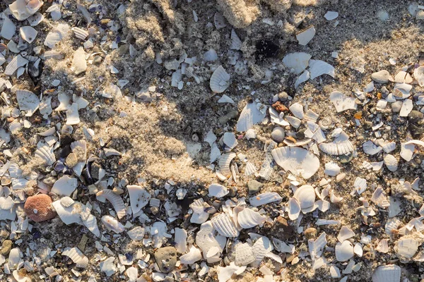 Detailed close up view at shells on a sandy beach at the baltic sea