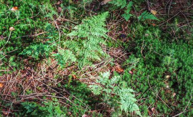 Orman zeminindeki eğreltiotu yapraklarının detaylı görüntüsü