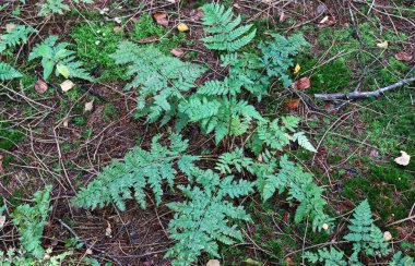 Orman zeminindeki eğreltiotu yapraklarının detaylı görüntüsü