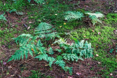 Orman zeminindeki eğreltiotu yapraklarının detaylı görüntüsü