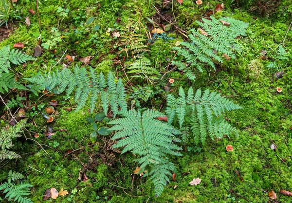 Detailed Close View Fern Leaves Forest Ground — ストック写真