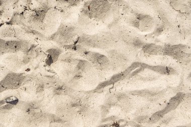 Sıcak bir yaz gününde, Baltık Denizi 'nin kumsalındaki kumlara yakından bakmak.