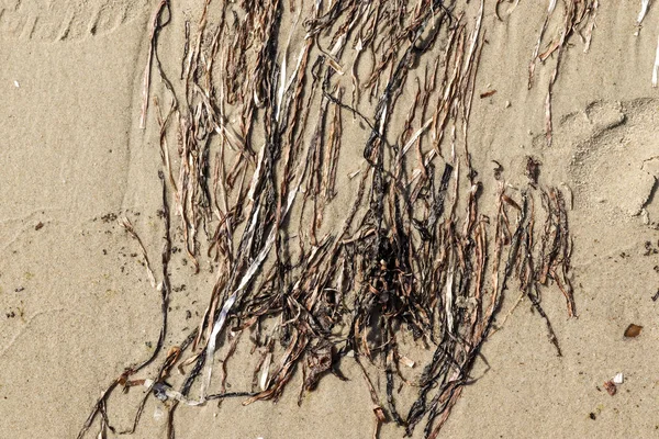 Vista Detalhada Perto Areia Praia Mar Baltico Dia Quente Verão — Fotografia de Stock