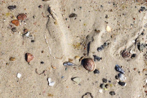 Detailaufnahme Auf Sand Ostseestrand Einem Heißen Sommertag — Stockfoto