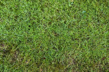 Bir tarladaki yeşil çimen dokusunun detaylı yakın görüntüsü