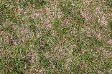 Bir tarladaki yeşil çimen dokusunun detaylı yakın görüntüsü