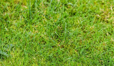 Bir tarladaki yeşil çimen dokusunun detaylı yakın görüntüsü