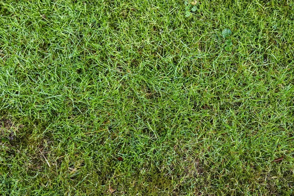Подробный Взгляд Крупным Планом Текстуру Зеленой Травы Поле — стоковое фото