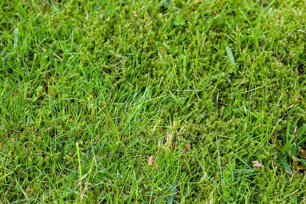 Vue Rapprochée Détaillée Sur Une Texture Herbe Verte Dans Champ — Photo