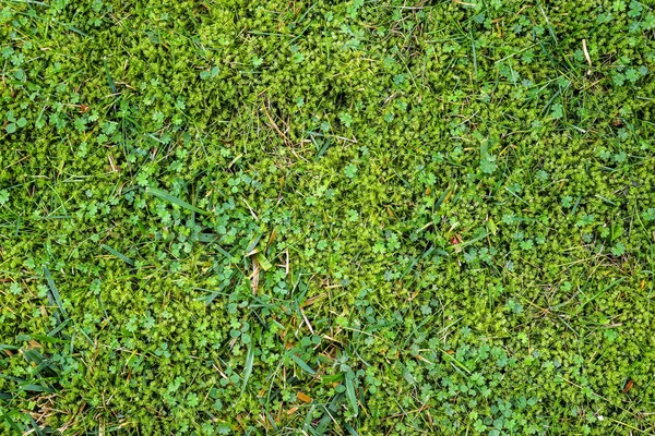 Vista Perto Detalhada Uma Textura Grama Verde Campo — Fotografia de Stock