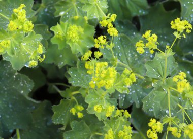 Yeşil çimenler ve yağmur damlaları ile bitki yaprakları üzerinde detaylı görünüm