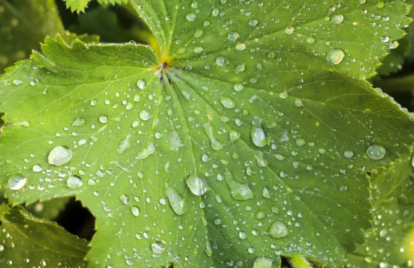 Vista Vicino Dettagliata Erba Verde Foglie Piante Con Gocce Pioggia — Foto Stock
