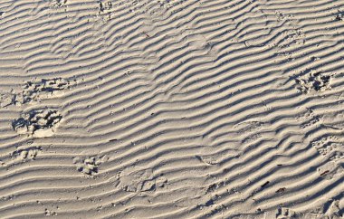 Baltık Denizi 'nin kumsalındaki kumlara yakından bakmak.