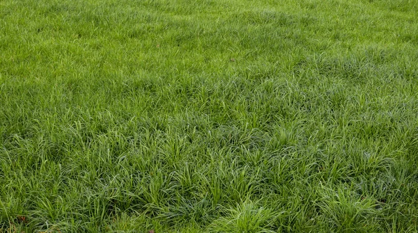 Hochauflösende Nahaufnahme Auf Einer Grünen Rasenfläche Mit Vielen Details — Stockfoto