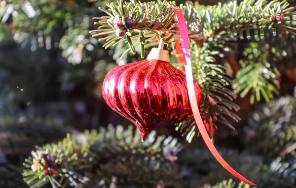 Prachtige Kerstversiering Bij Dennenbomen — Stockfoto