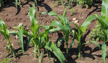 Bir tarım alanındaki fideleri yakından incele