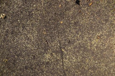 Bir tarım alanındaki fideleri yakından incele