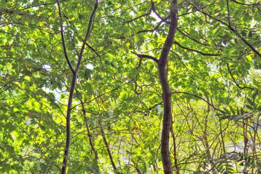 Güneşli bir günde yeşil bir ormanın güzel manzarası