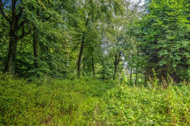 Güneşli bir günde yeşil bir ormanın güzel manzarası