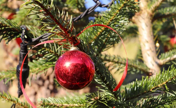 Beautiful Colorful Christmas Decoration Green Pine Branches — Stockfoto