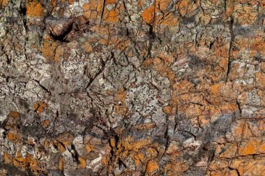 Yüksek çözünürlükteki doğal ağaç kabuğunun detaylı yakın plan görüntüsü