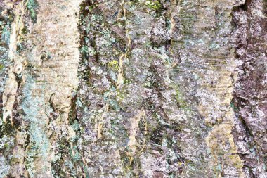 Yüksek çözünürlükteki doğal ağaç kabuğunun detaylı yakın plan görüntüsü